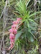 Image of Dracophyllum secundum R. Br.