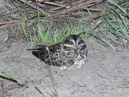 Image of Natal Nightjar