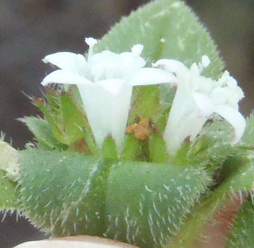 Image of tropical Mexican clover