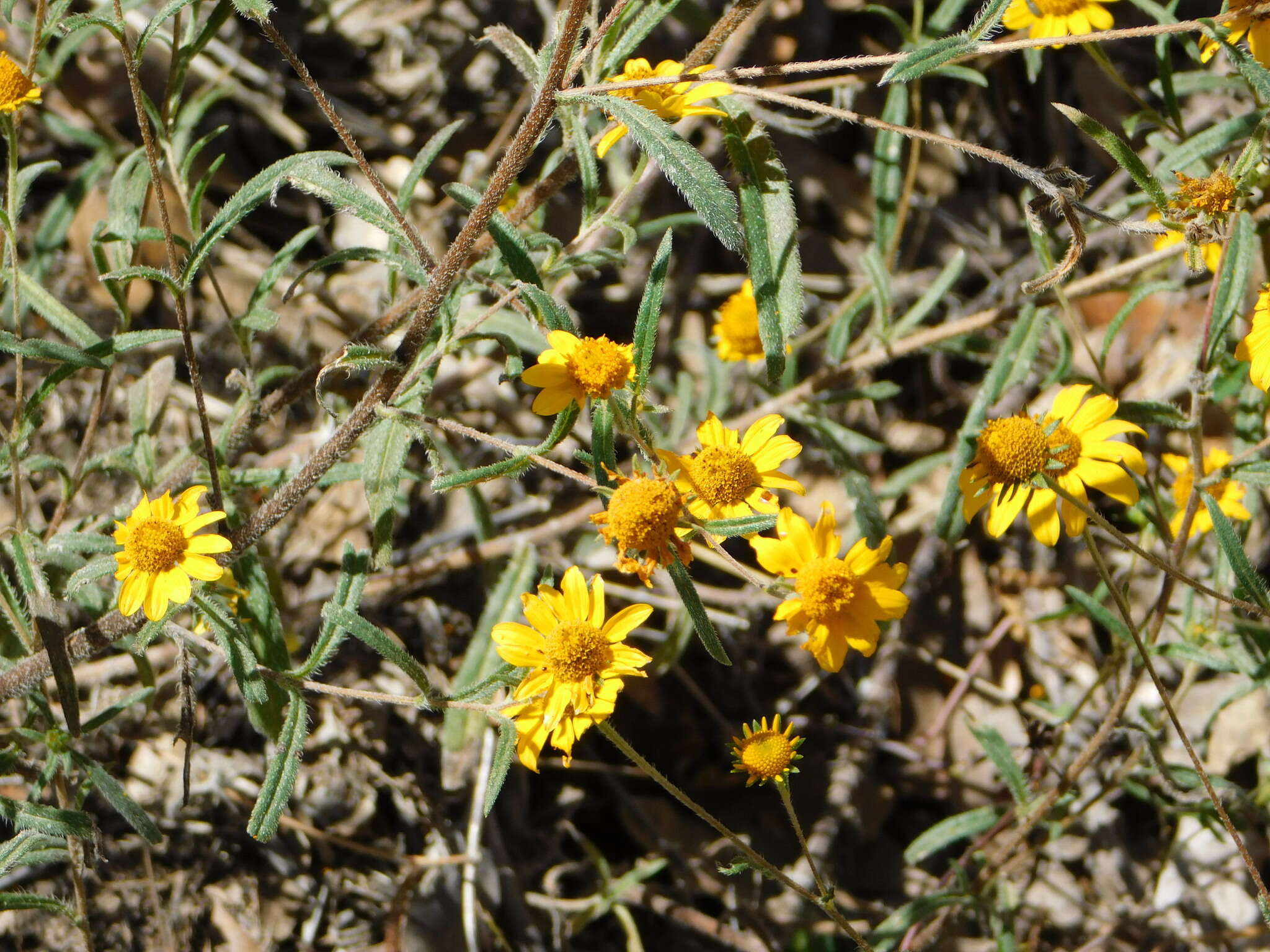 Sivun Heliomeris longifolia Cockerell kuva