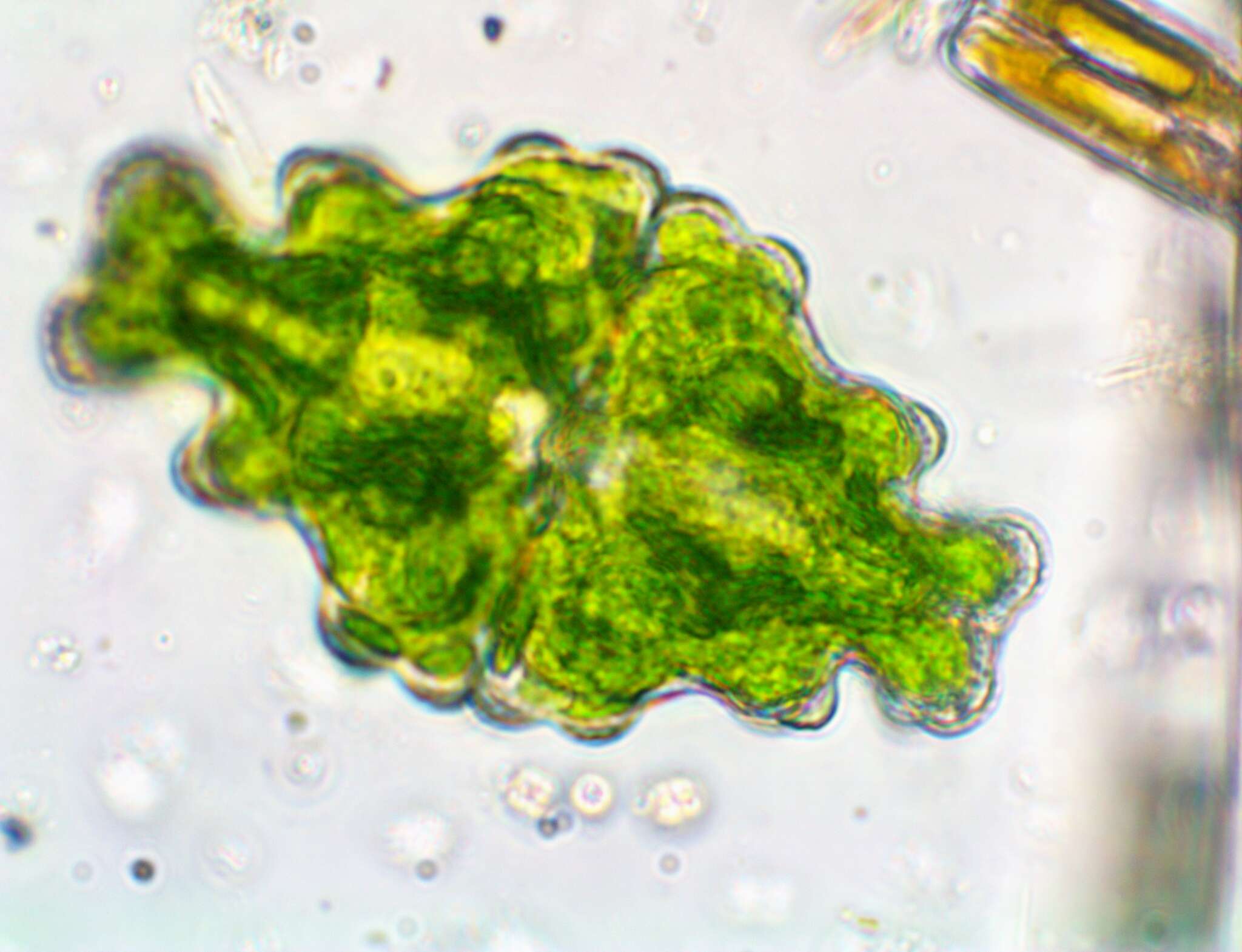 Image of Euastrum humerosum