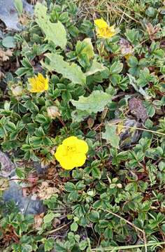 Image of Sibbaldia cuneifolia (Bertol.) Paule & Soják