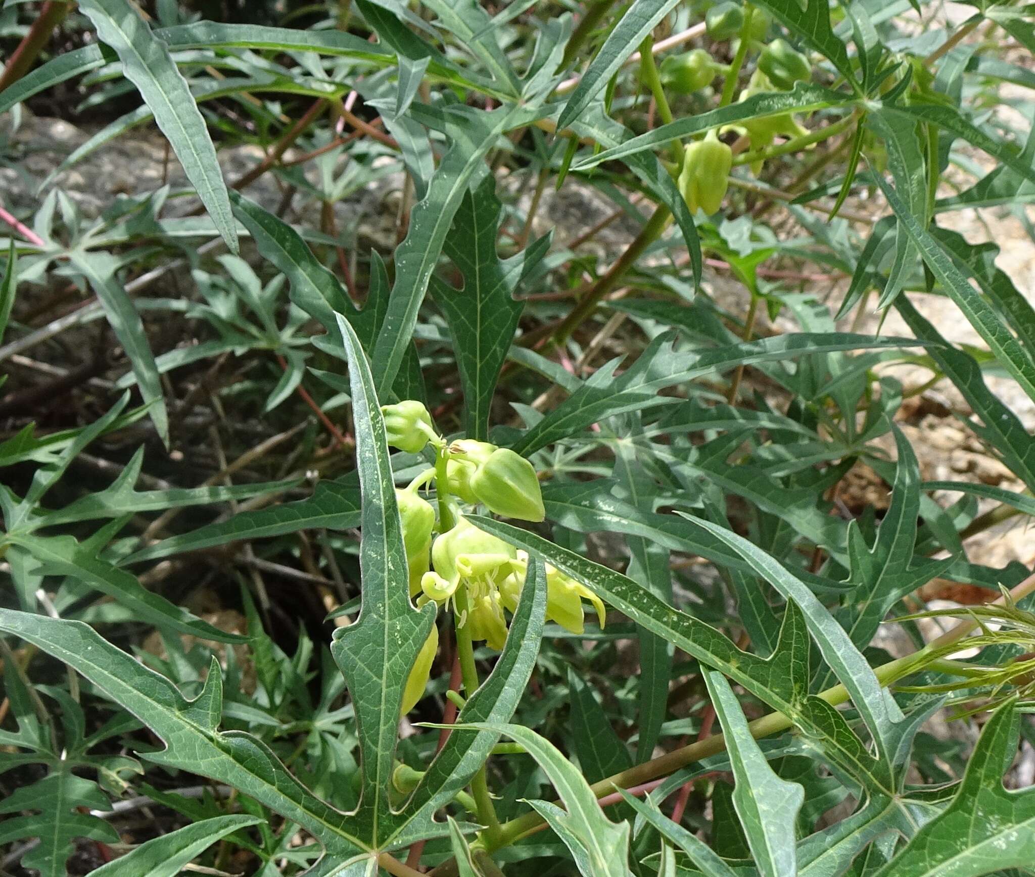 Sivun Manihot angustiloba (Torr.) Müll. Arg. kuva