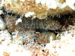 Image of Large-headed goby