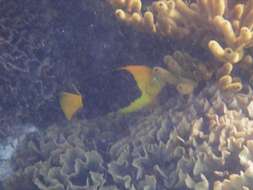 Image of Angelfish