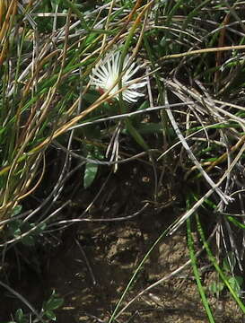 صورة Delosperma brevisepalum L. Bol.