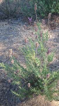 Image of Lavandula pedunculata (Mill.) Cav.