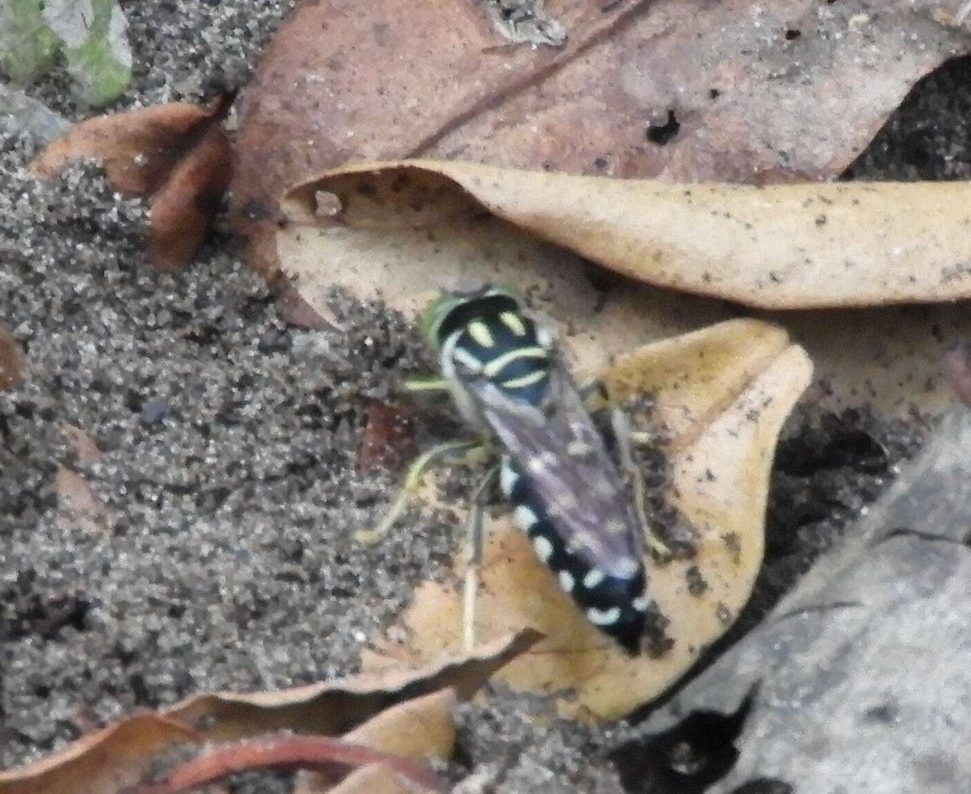 Image of Stictia maculata (Fabricius 1804)