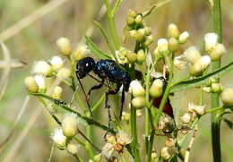 Image of Chlorion hemipyrrhum (Sichel 1863)