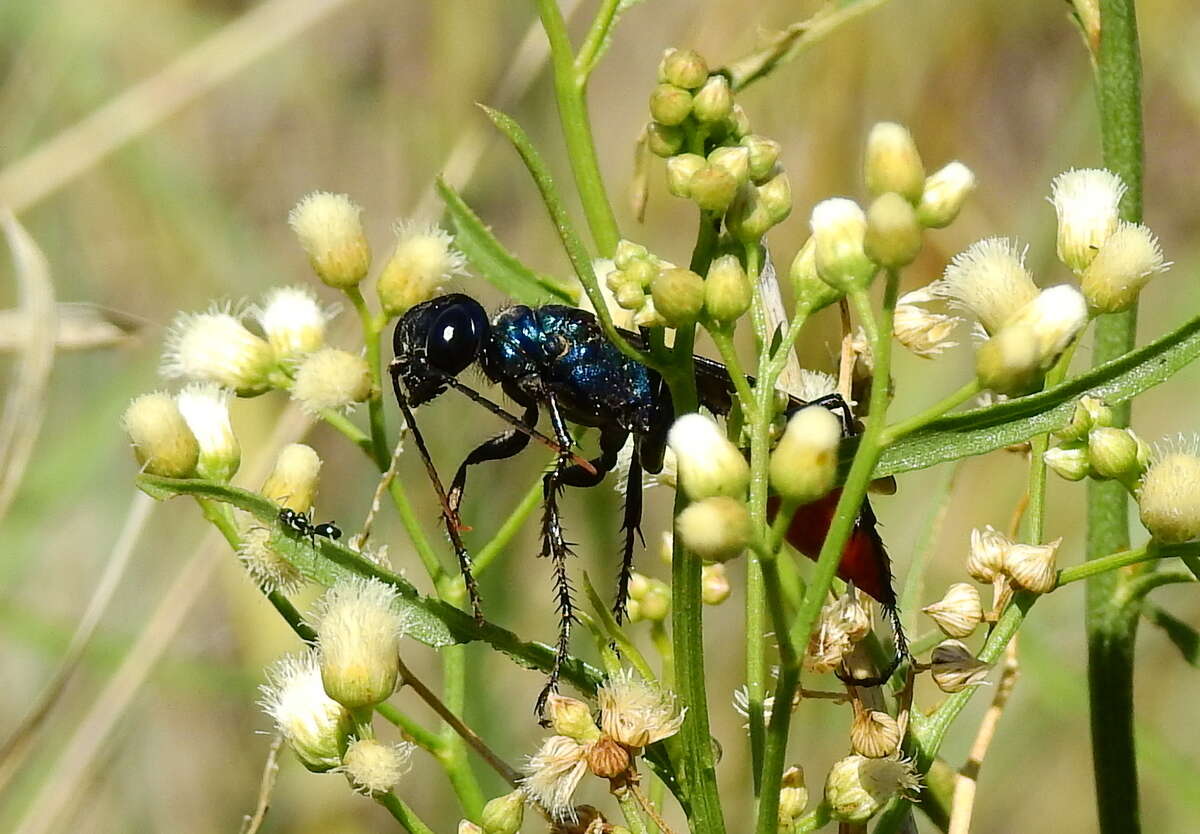 Image of Chlorion hemipyrrhum (Sichel 1863)