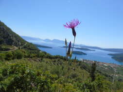 Image de Crupina crupinastrum (Moris) Vis.