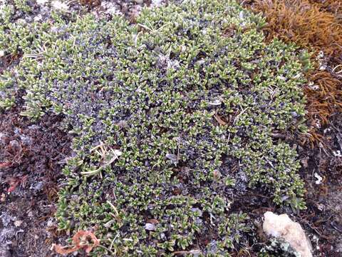 Image of Myosotis uniflora Hook. fil.