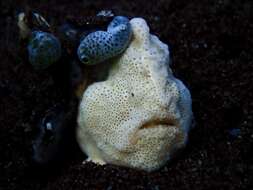 Image of Painted frogfish