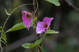 Image of Dalechampia aristolochiifolia Kunth