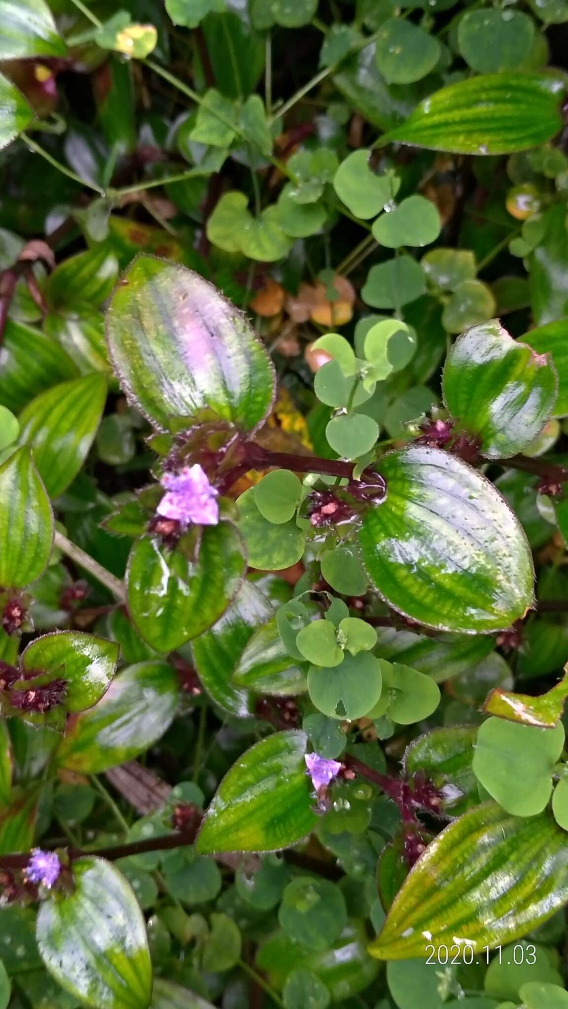 Image of Belosynapsis ciliata (Blume) R. S. Rao