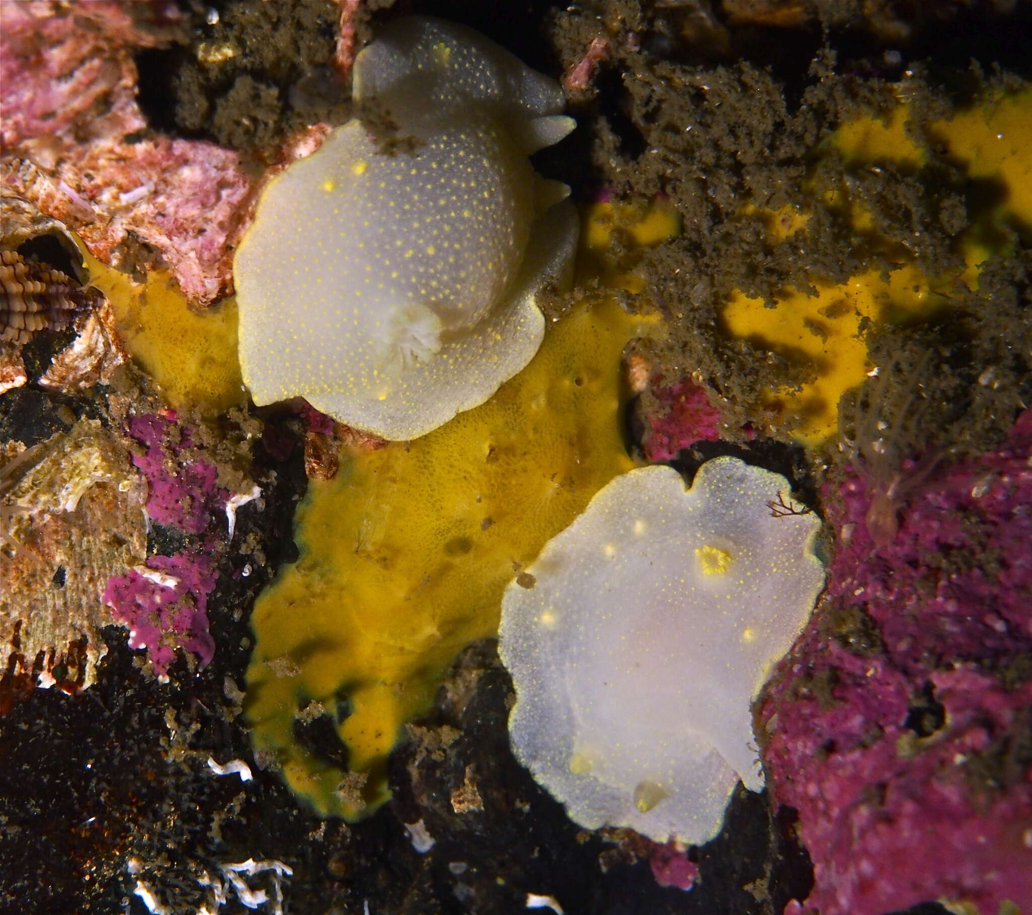 Image of white Atlantic cadlina