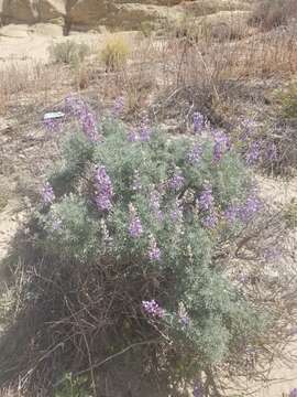 Image of <i>Lupinus paynei</i>