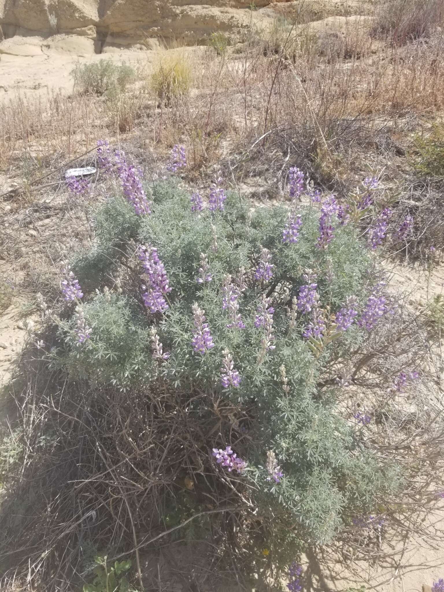 Sivun <i>Lupinus paynei</i> kuva