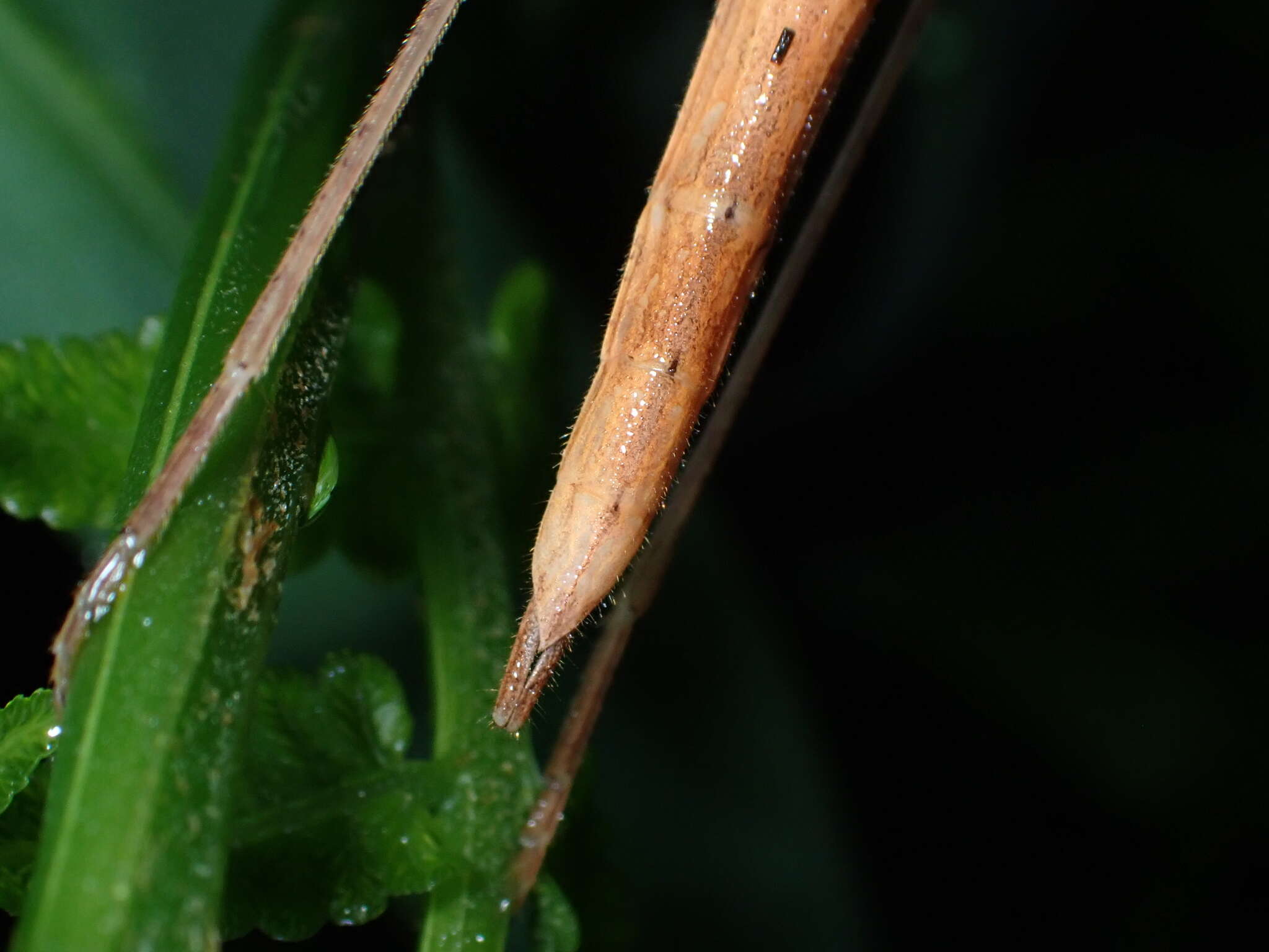 Image of Stick insect