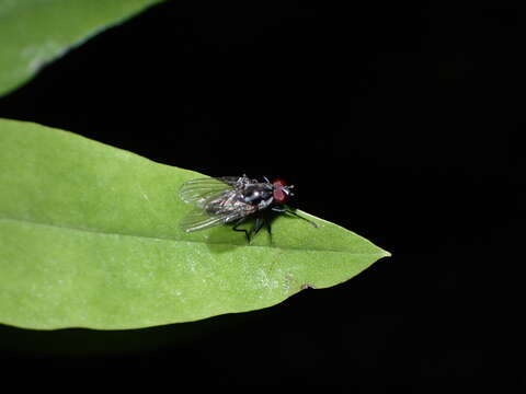 Hylemya latevittata (Stein 1908)的圖片