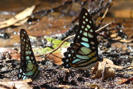 Sivun Graphium chironides (Honrath 1884) kuva