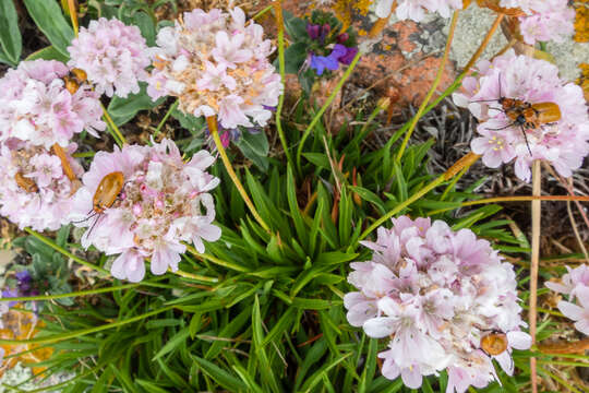 Image of Armeria berlengensis Daveau