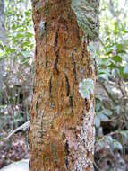 Image of Garcinia humilis (Vahl) C. D. Adams