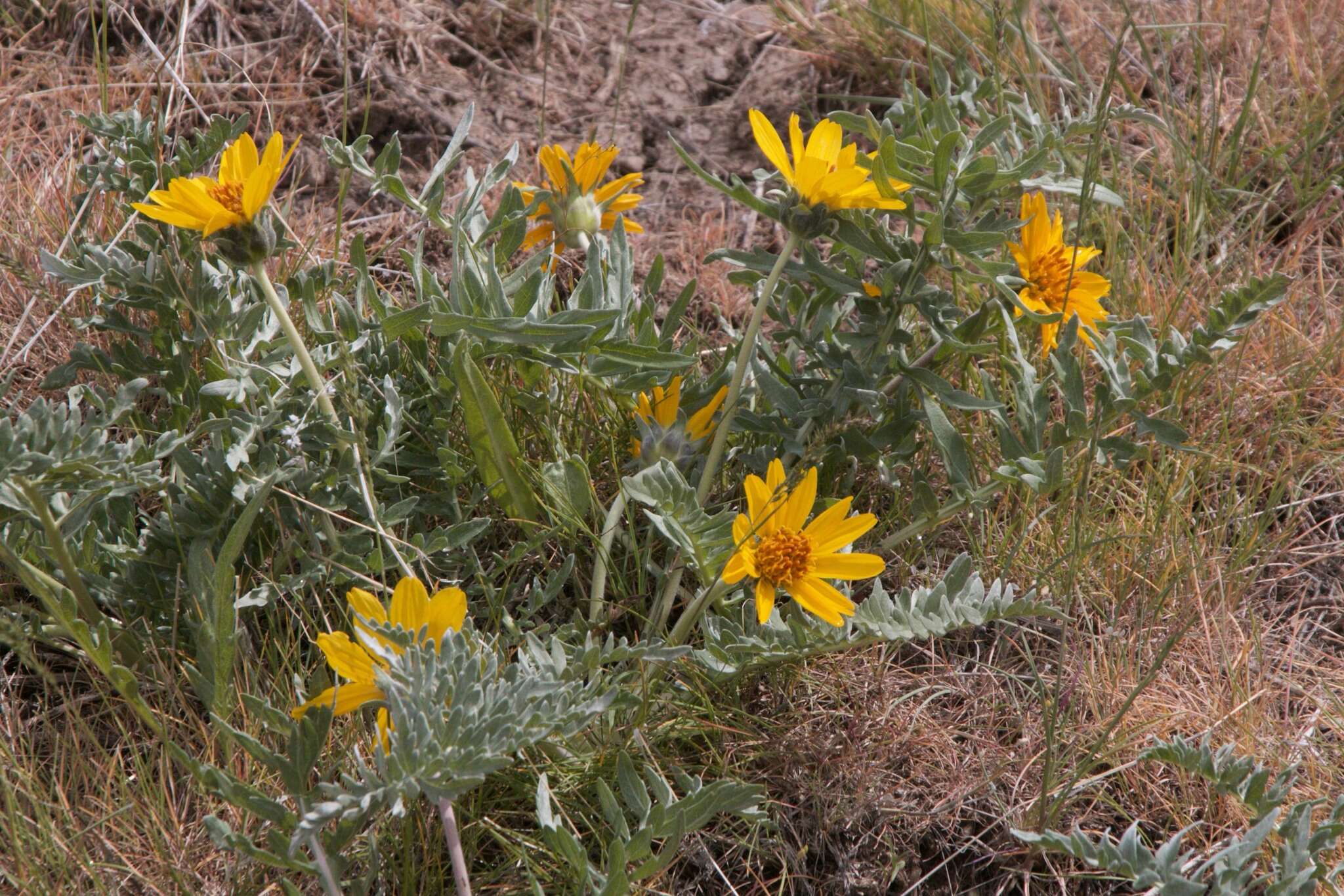 Image of Hooker's balsamroot