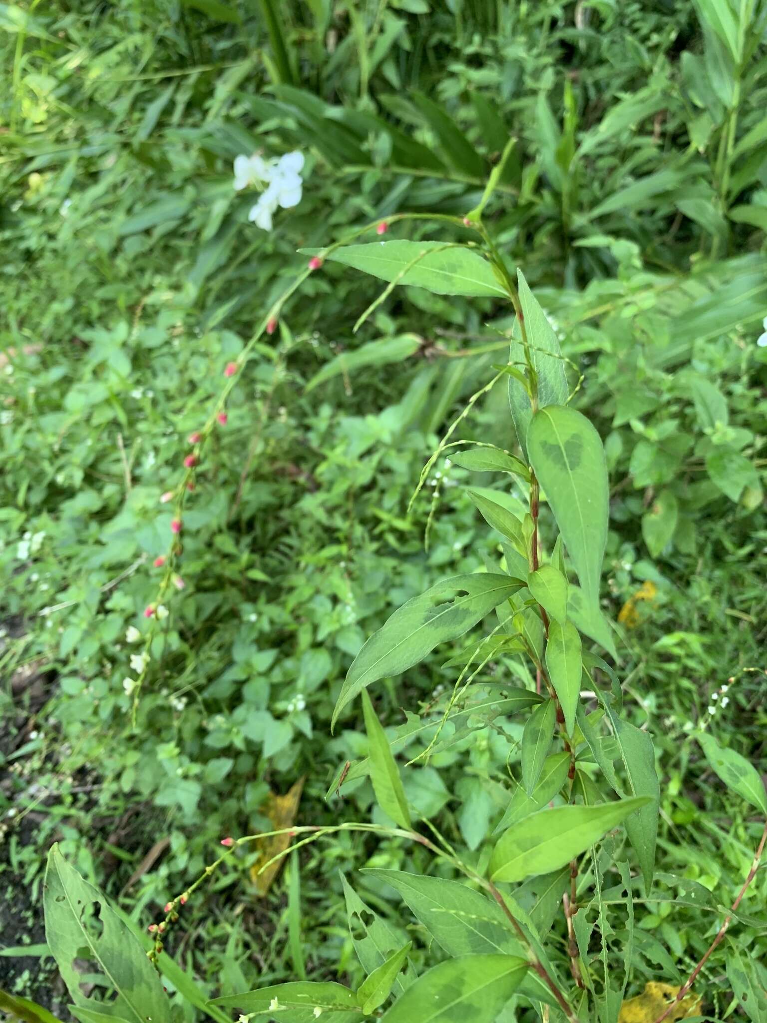 صورة Persicaria pubescens (Bl.) Hara