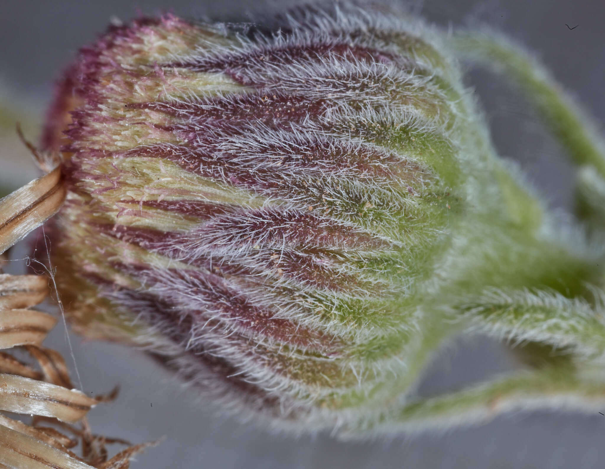 Image of Podocoma blanchetiana Baker