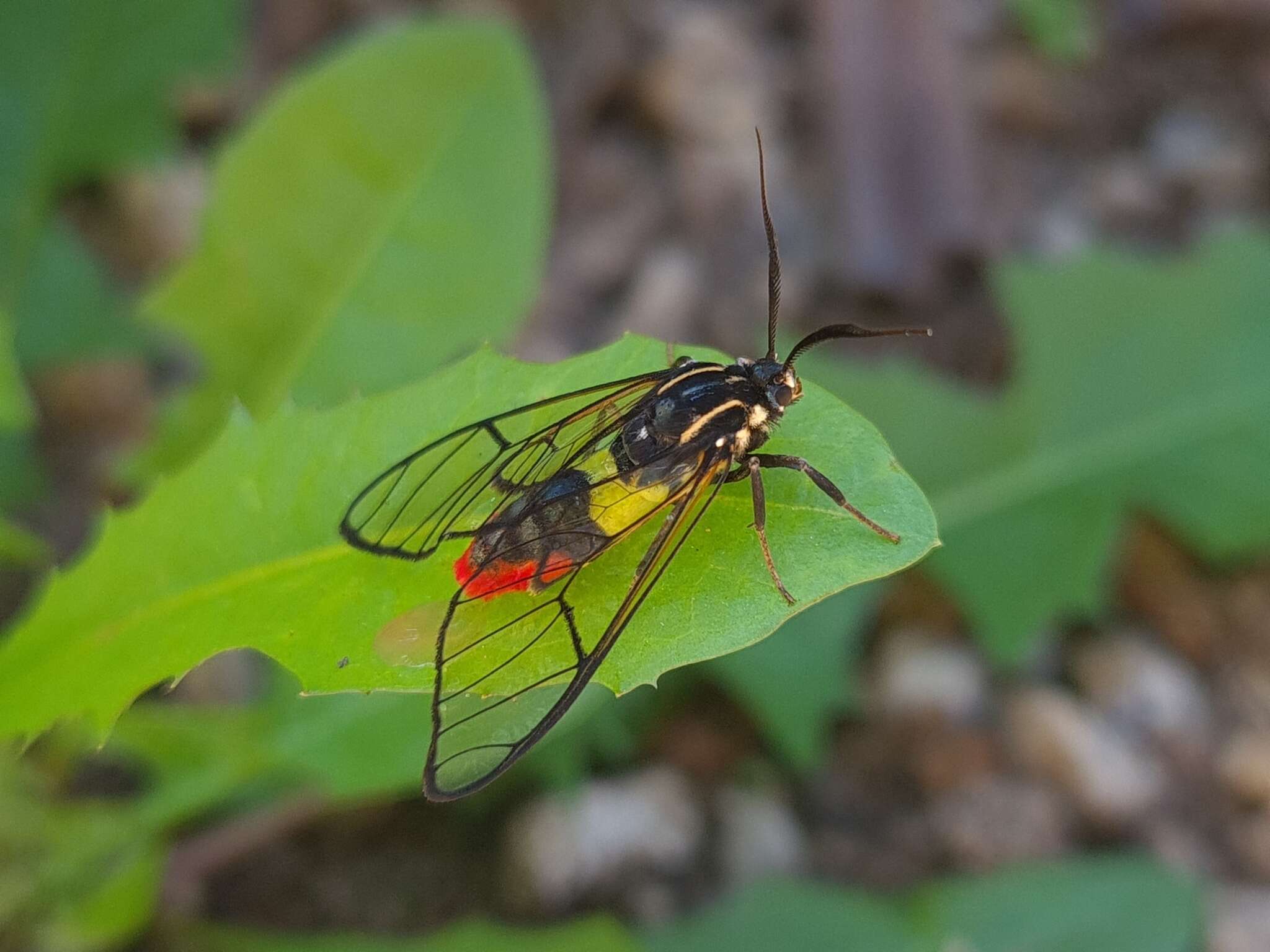 Image de Argyroeides ophion Walker 1854