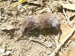 Image of greater white-toothed shrew, house shrew