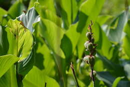 Image of Canna indica L.