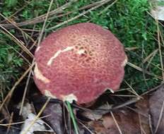 Image of Clinton’s boletus