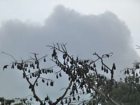 Image of Flying Dog