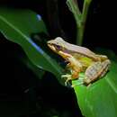 Image of Doi Inthanon Rock Frog