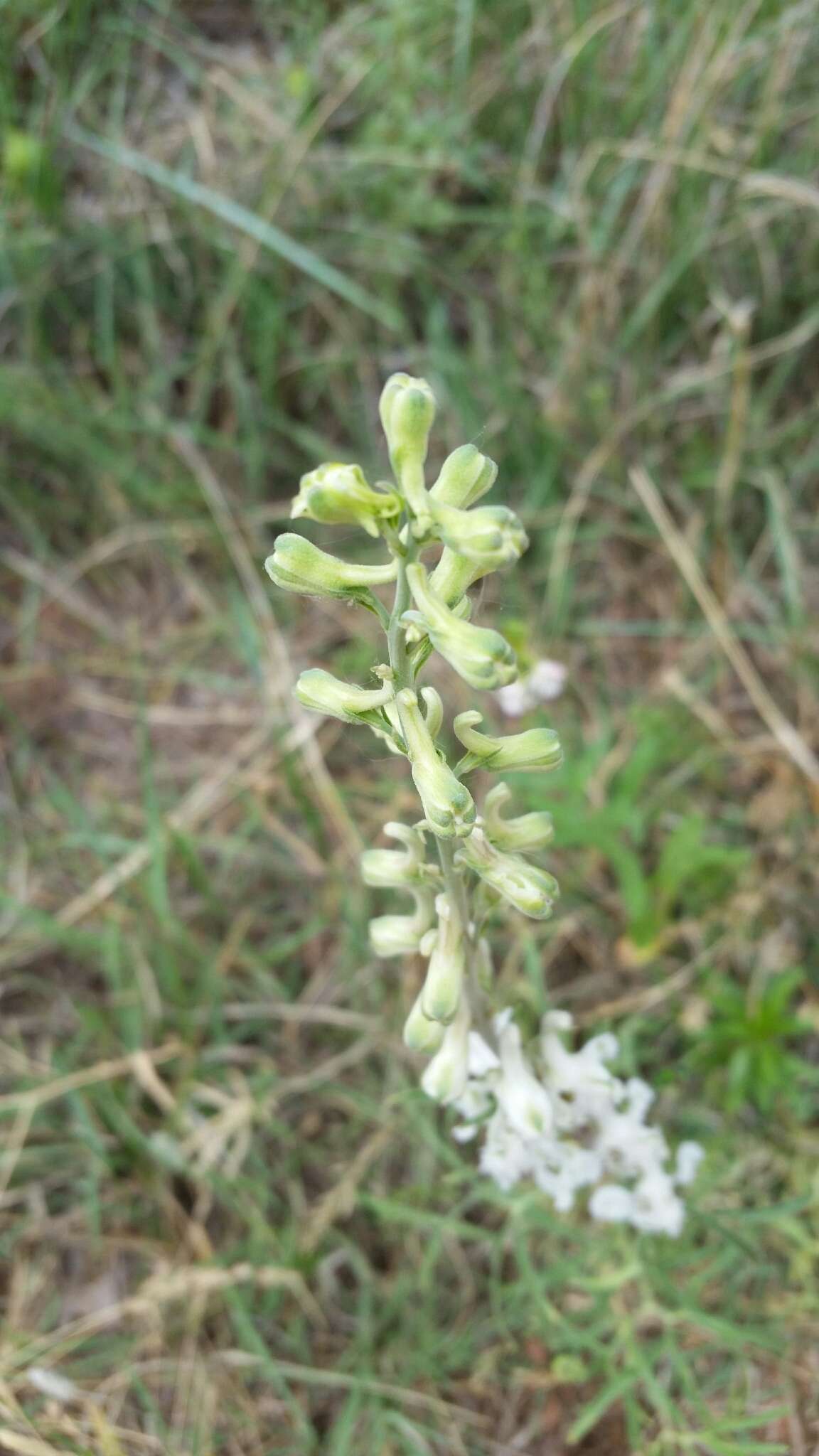 Delphinium carolinianum subsp. virescens (Nutt.) R. E. Brooks的圖片