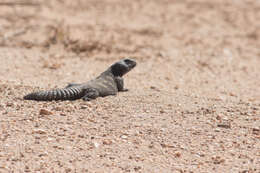 Image of Sudan mastigure