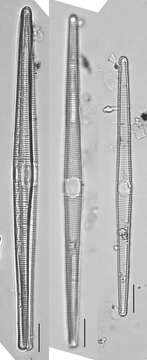 Image of Ctenophora pulchella