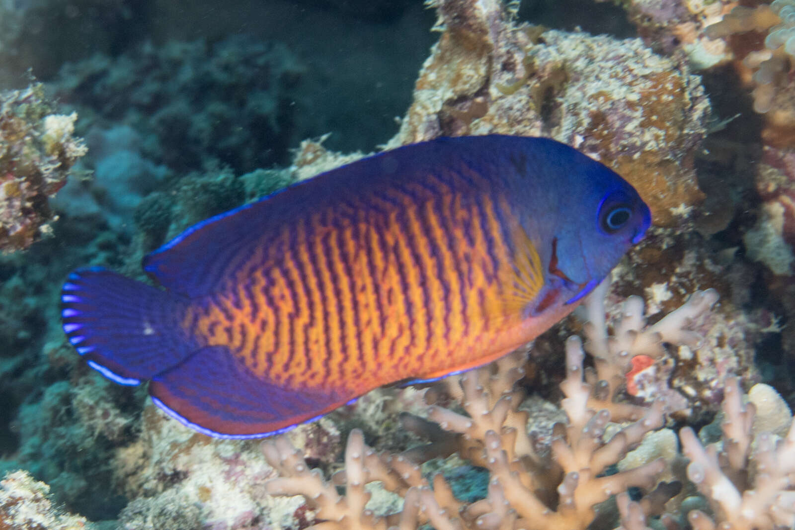 Image of Coral Beauty Angel