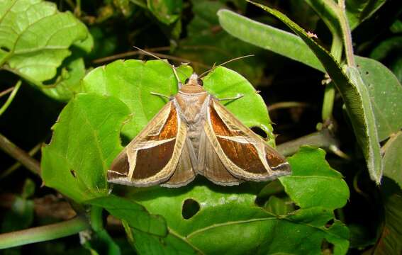 Image of Calyptis iter Guenée 1852