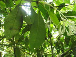 Image de Rudgea jasminoides (Cham.) Müll. Arg.