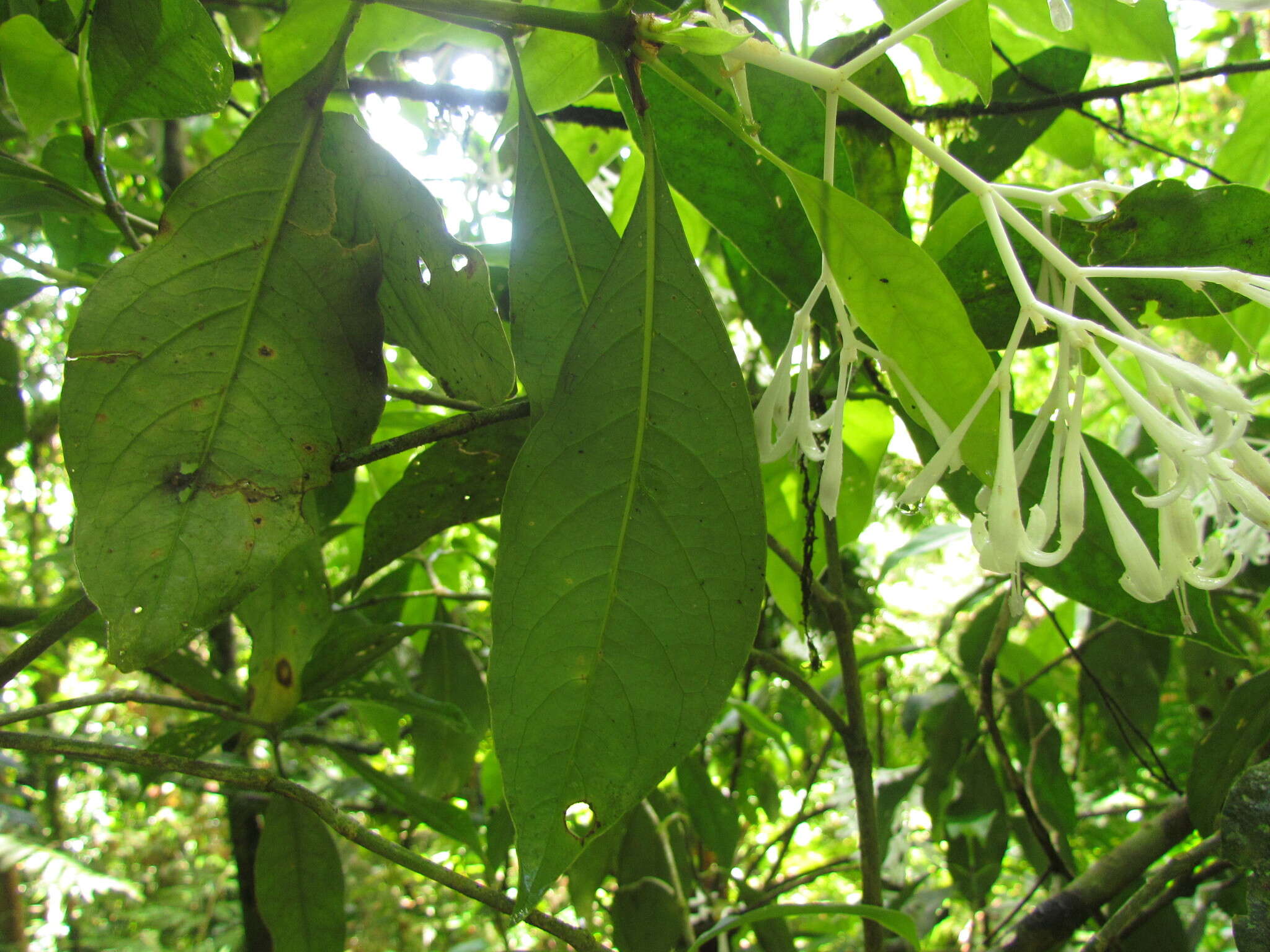 Image of Rudgea jasminoides (Cham.) Müll. Arg.