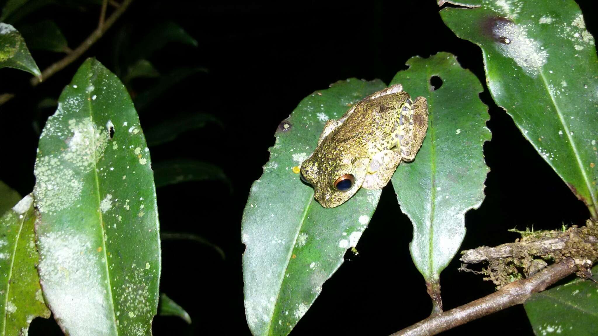 Image of Anamalozoatra Madagascar Frog