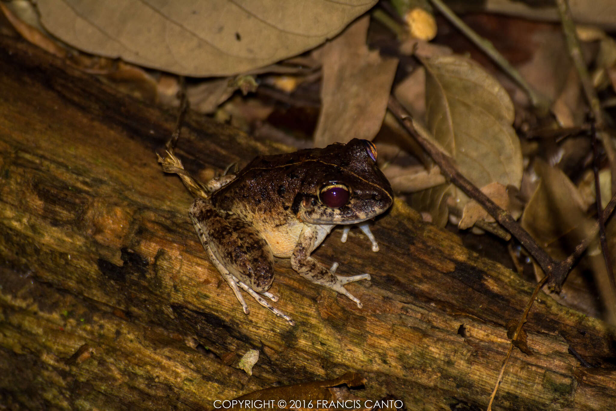 Image of Long-legged Streamfrog