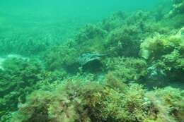 Image of Coastal stingaree