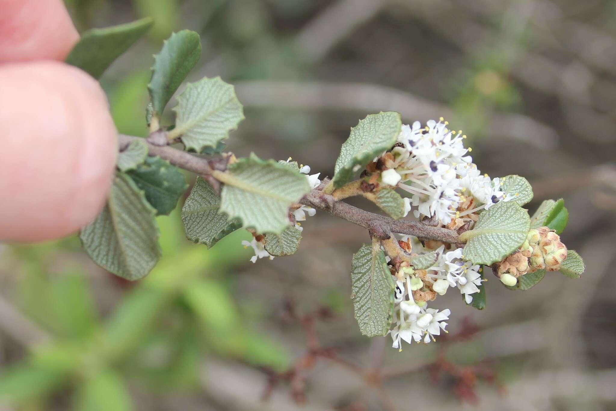 Image of barranca brush