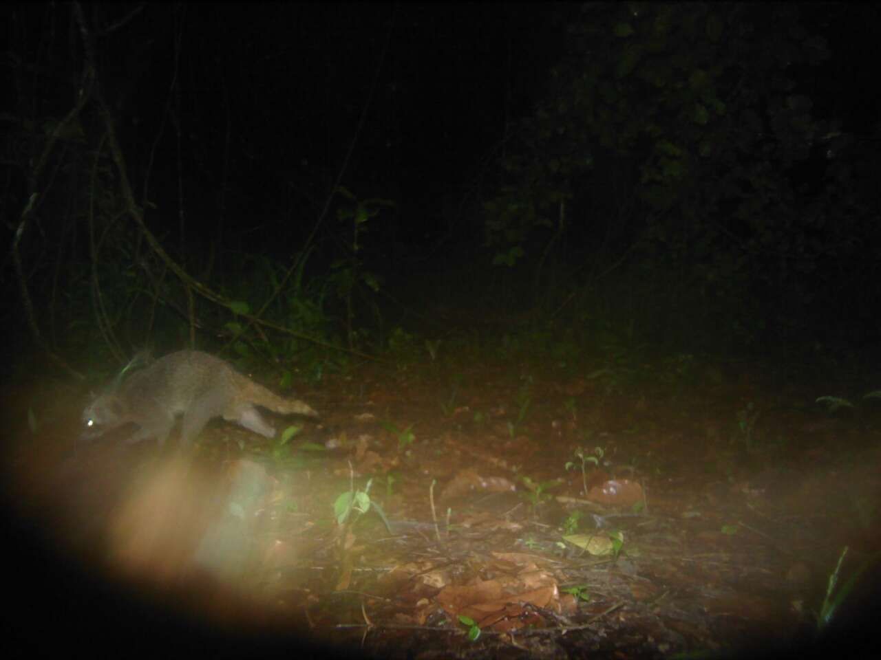 Image of Mexican Plateau Raccoon