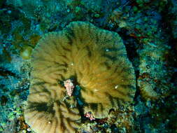 Image of crispy crust coral