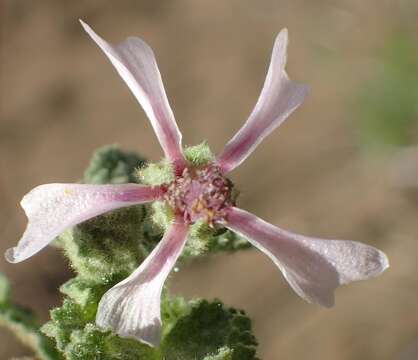 Image de Anisodontea reflexa (Wendl.) D. M. Bates